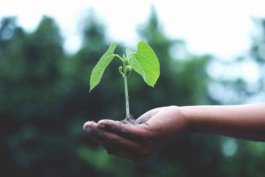 organic-growth